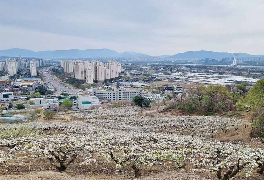 먹골배 축제